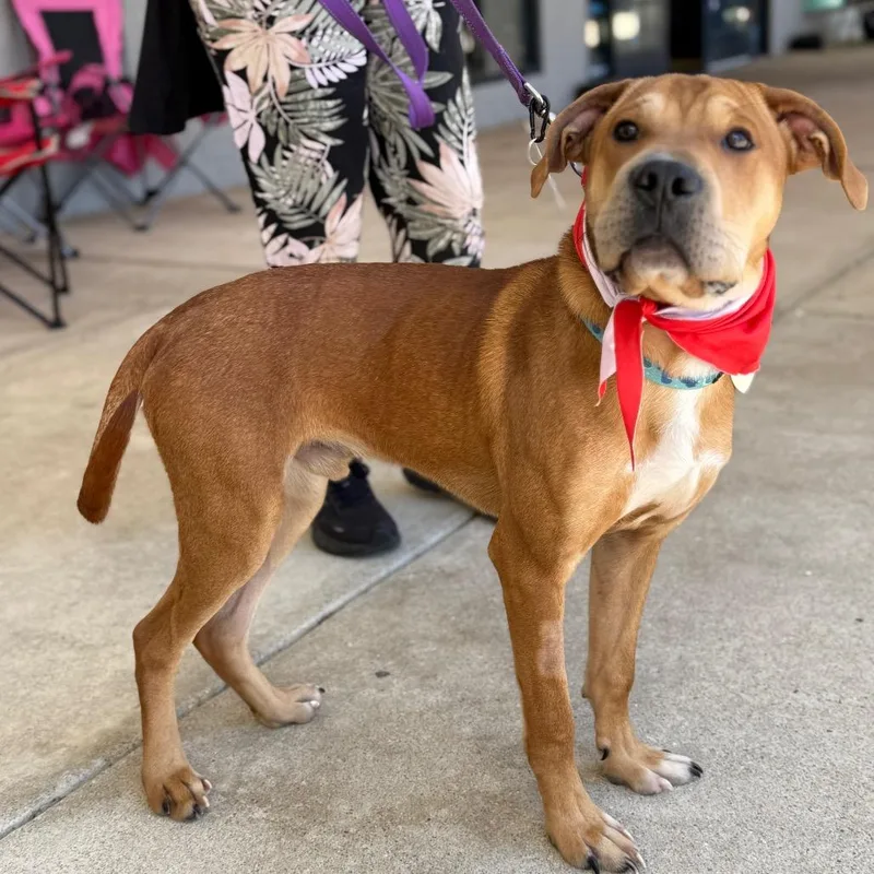 A young small-sized male Shar-Pei dog named Elmo Gr for adoption in Fairfax, VA