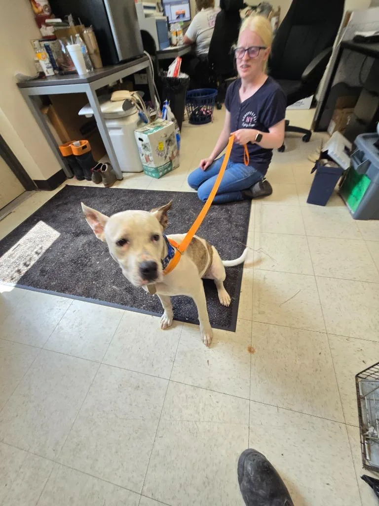 A young medium-sized female Mixed Breed dog named Bonnie for adoption in Mount Gilead, NC