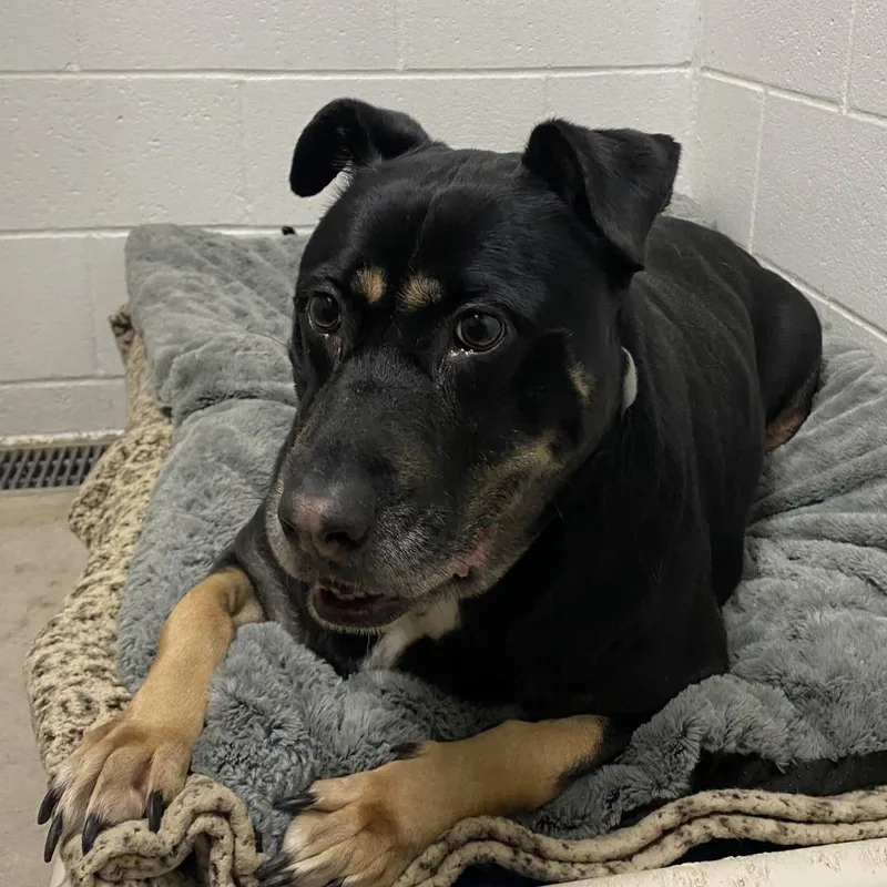 An adult large-sized female Black Mixed Breed dog named Lucy for adoption in Grand Rapids, MI