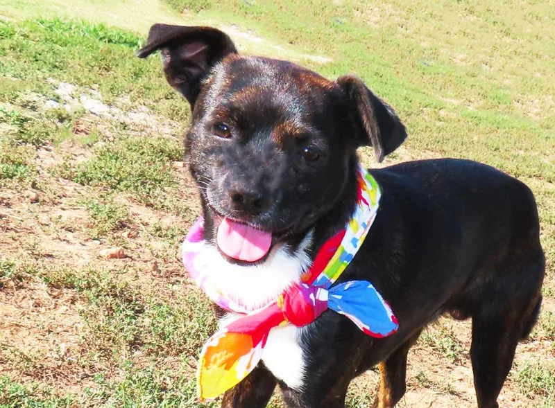 A baby medium-sized male Chihuahua dog named Bochi CA for adoption in Rogers, AR