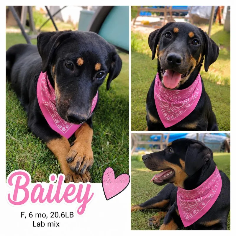 Bailey thumbnail 5