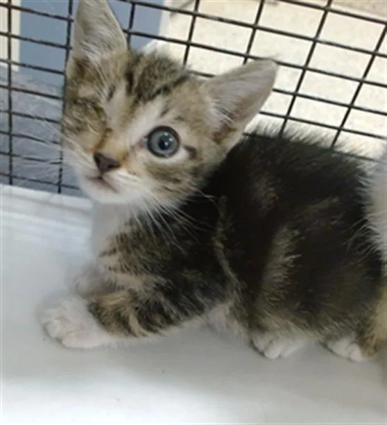 A baby small-sized male Domestic Short Hair cat named Timmy for adoption in Miami, FL