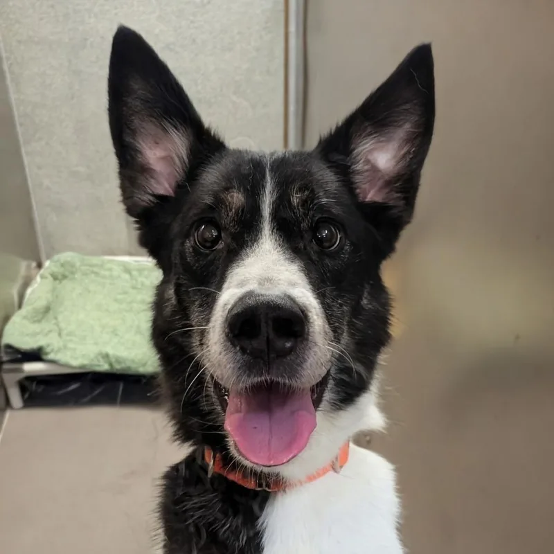 An adult medium-sized male Black Border Collie dog named Mango Pete for adoption in Baltimore, MD