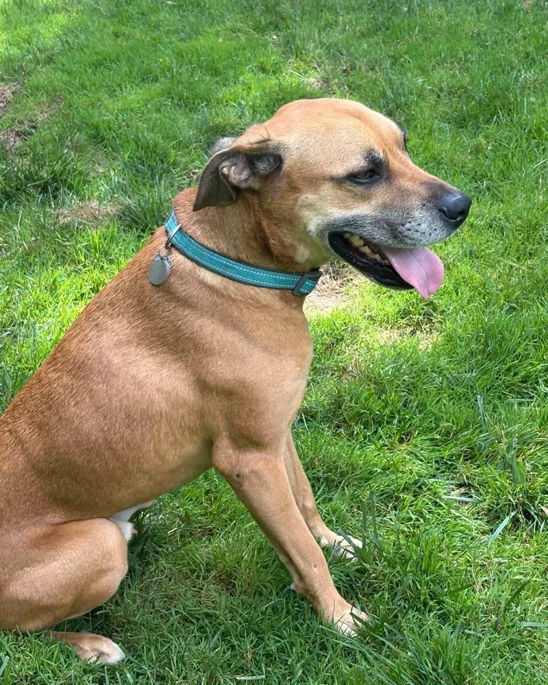 An adult medium-sized male Red / Chestnut / Orange Hound dog named Fergus for adoption in Chester, NJ