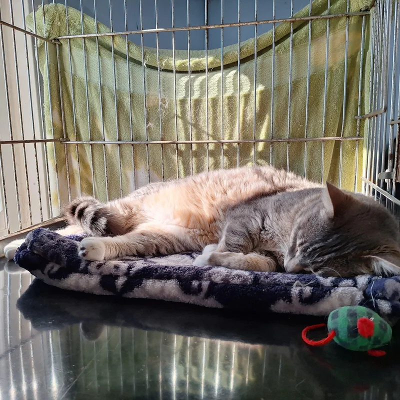 A young medium-sized male Domestic Short Hair cat named Teagan for adoption in Clarinda, IA