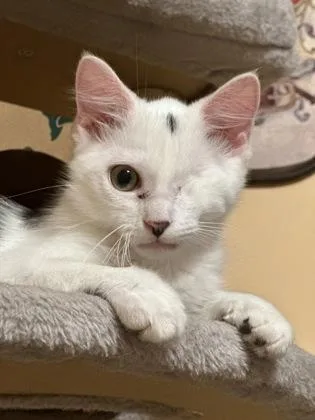 A baby small-sized male Domestic Long Hair cat named Mischief fka Clark Kent for adoption in West Chester, PA