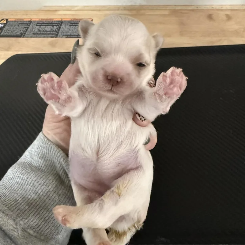 A baby small-sized female White / Cream Chihuahua dog named Skye for adoption in Sacramento, CA