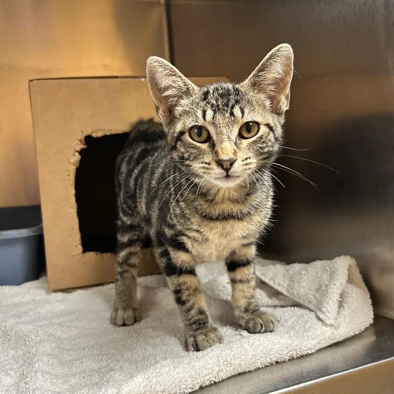 A baby small-sized female Tabby (Gray / Blue / Silver) Domestic Short Hair cat named Nessie for adoption in Lindon, UT