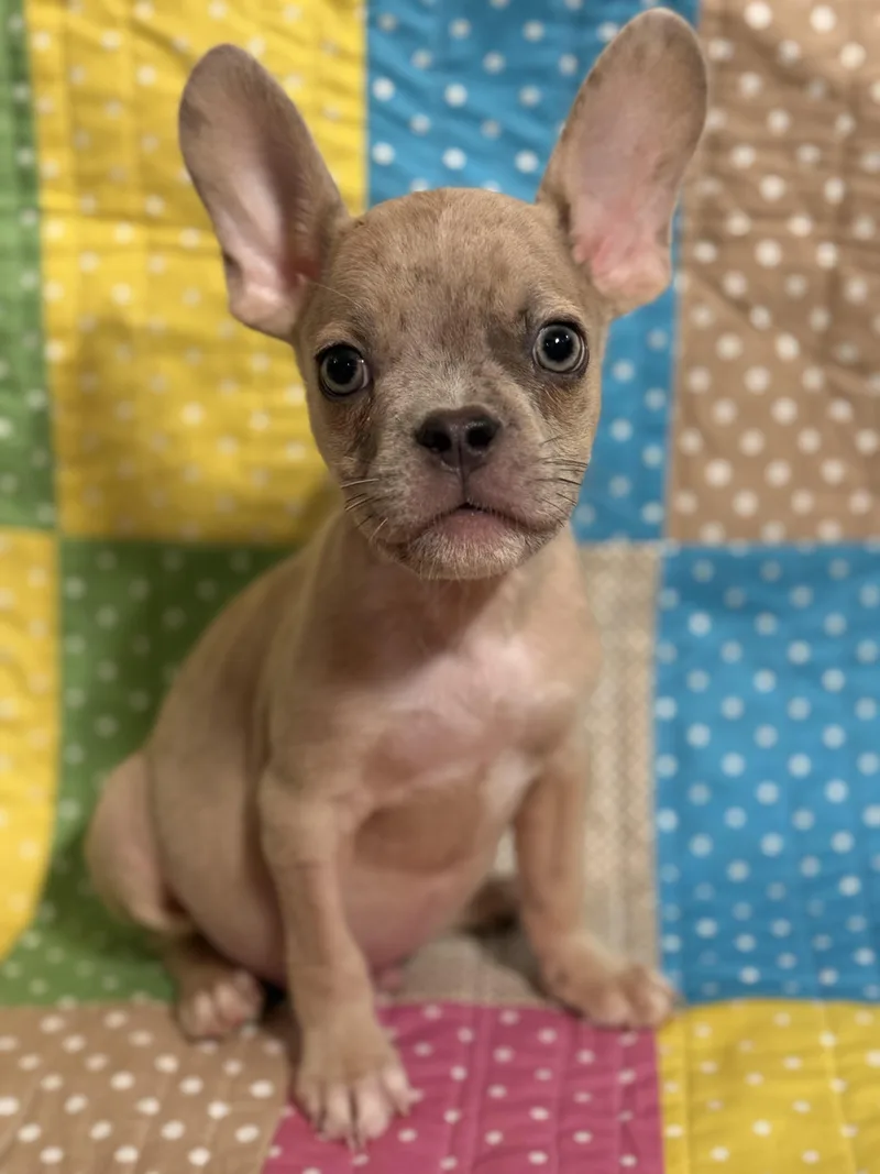 Edgar