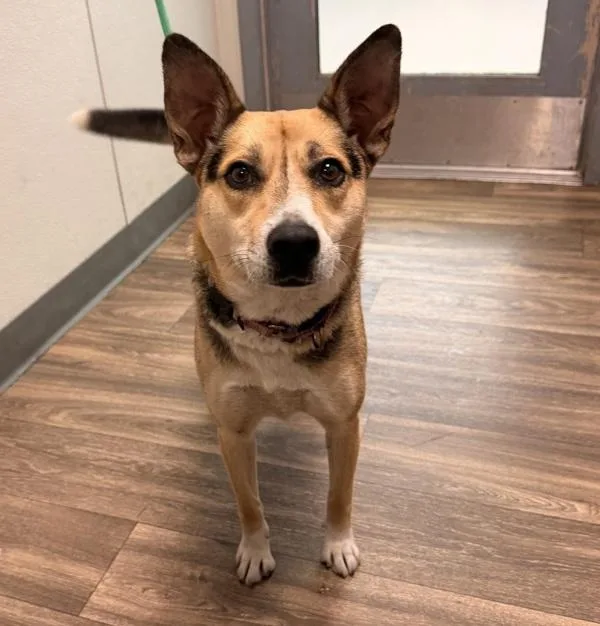 An adult medium-sized female Corgi dog named Mozilla for adoption in San Diego, CA