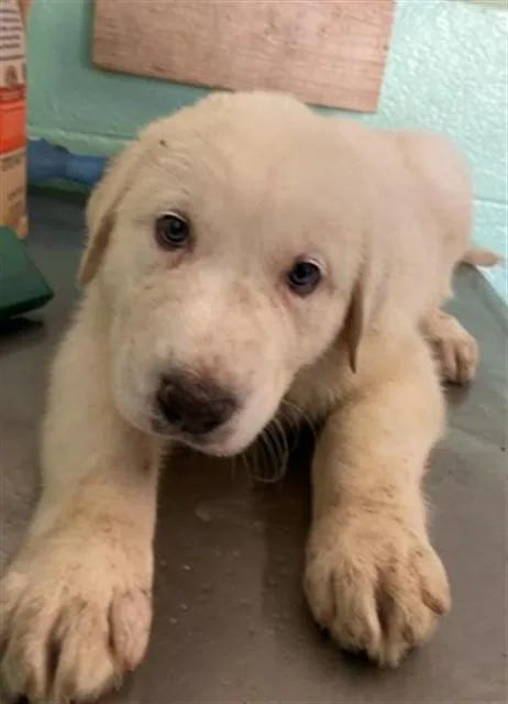 A baby small-sized female Anatolian Shepherd dog named Aspen for adoption in Sacramento, CA