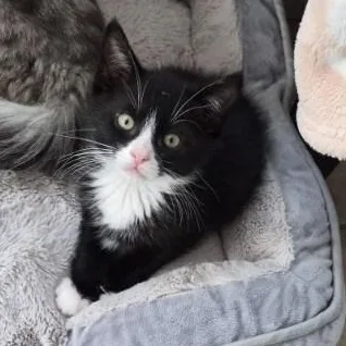 A baby medium-sized male Black & White / Tuxedo Domestic Short Hair cat named Fonzie for adoption in Eureka, CA