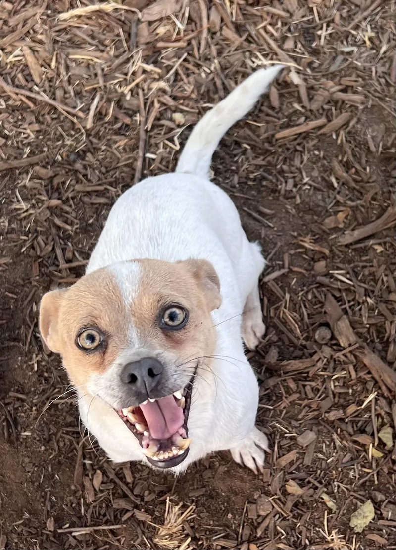 A baby small-sized male Mixed Breed dog named Marshall for adoption in Ramona, CA