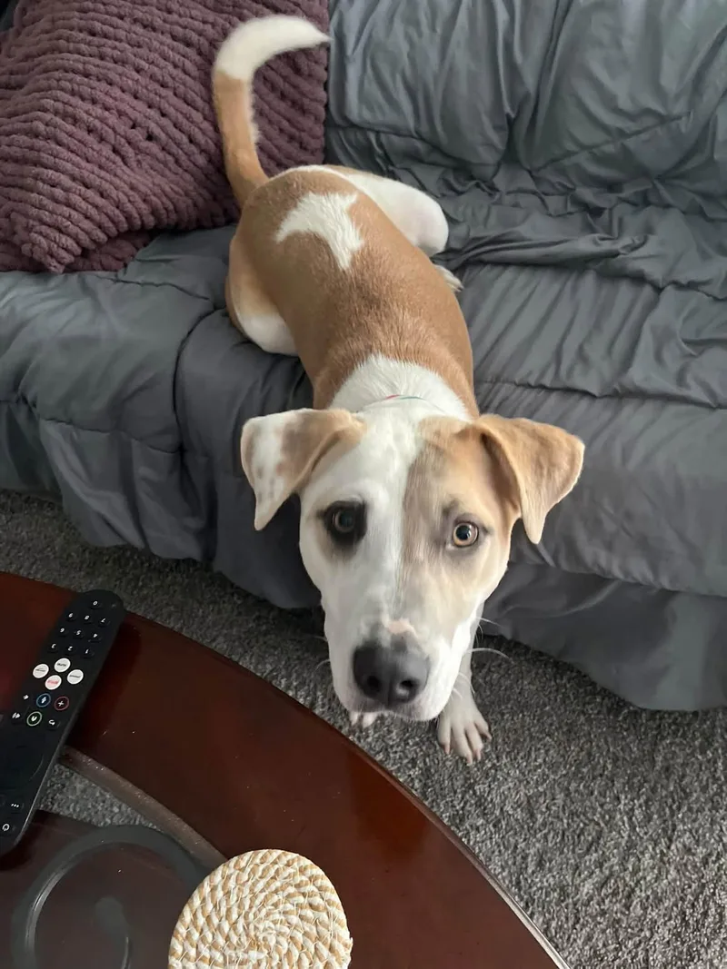 A young medium-sized female Pit Bull Terrier dog named Kk for adoption in Germantown, OH