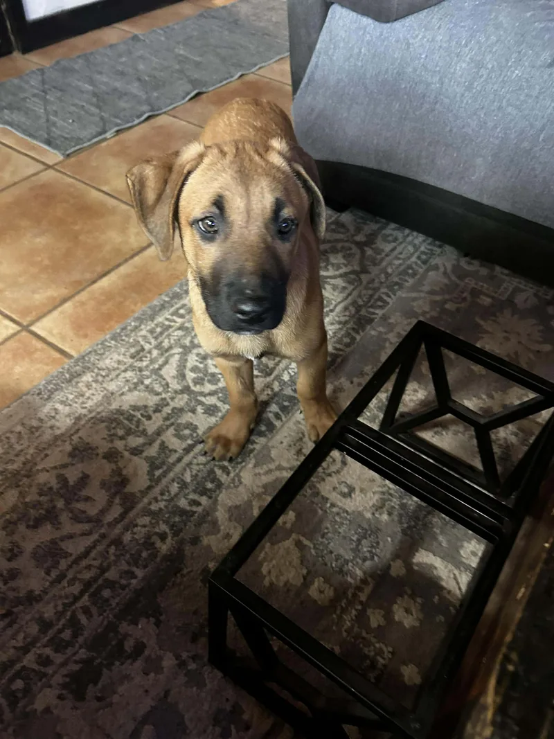 A young small-sized male Belgian Shepherd / Malinois dog named Tanmuffin for adoption in Houston , TX