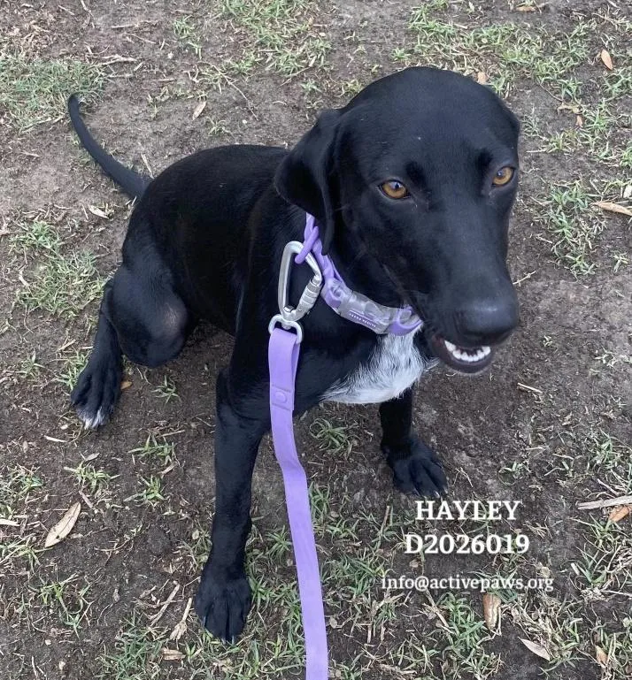 A young medium-sized female Black Labrador Retriever dog named Hayley for adoption in CONROE, TX