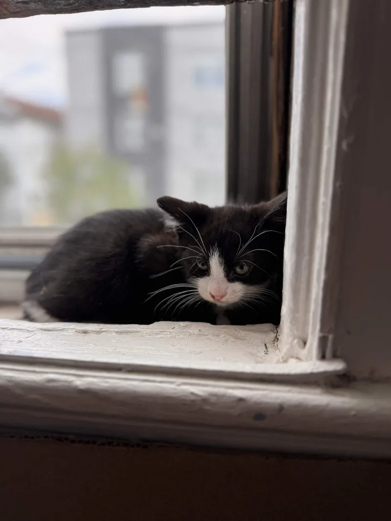 A baby small-sized male Black & White / Tuxedo Domestic Short Hair cat named Enzo for adoption in Weehawken, NJ