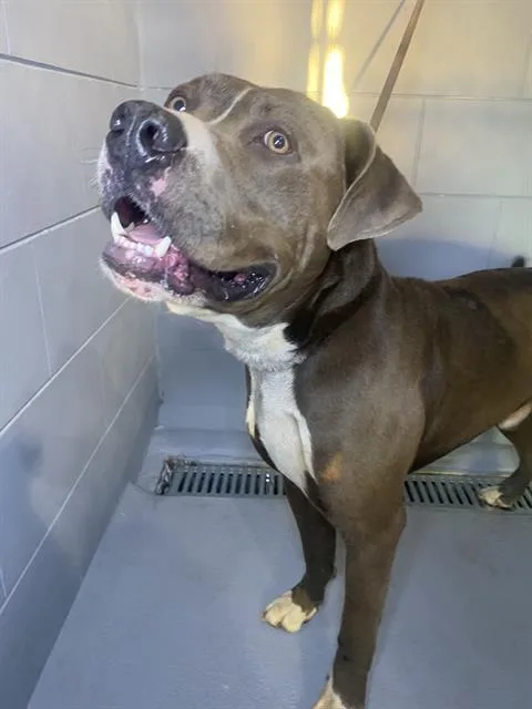 An adult large-sized male American Bulldog dog named Diesel for adoption in Winter Haven, FL