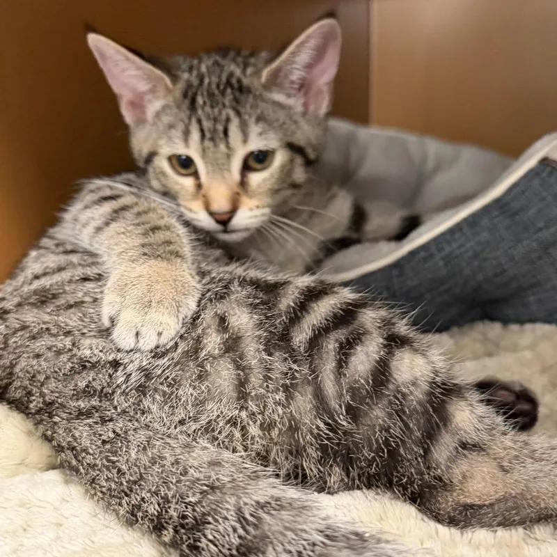 A baby small-sized female Brown / Chocolate Domestic Short Hair cat named Mantis for adoption in Middlebury, VT