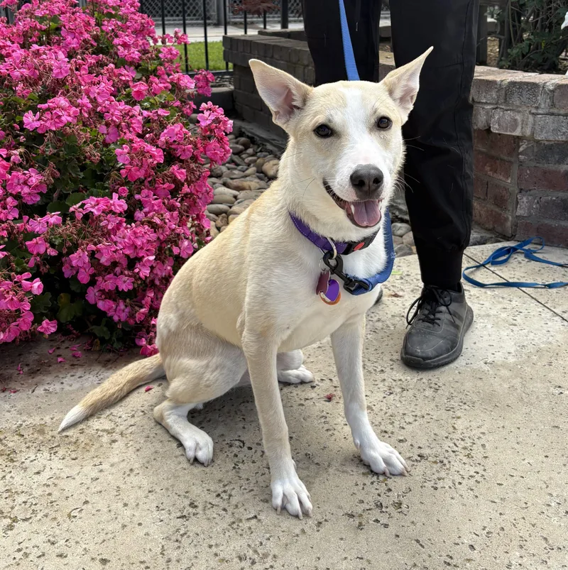 A young small-sized female Yellow / Tan / Blond / Fawn Cattle Dog dog named Nilla for adoption in Lathrop, CA