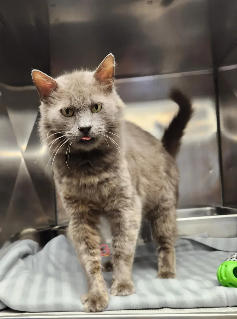 An adult medium-sized female Gray / Blue / Silver Domestic Long Hair cat named Velaris for adoption in Clayton, NJ