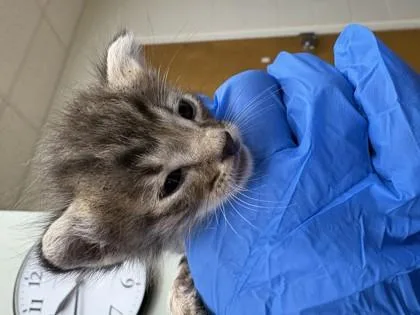 A baby small-sized male Domestic Short Hair cat named Jasper for adoption in Gainesville, FL
