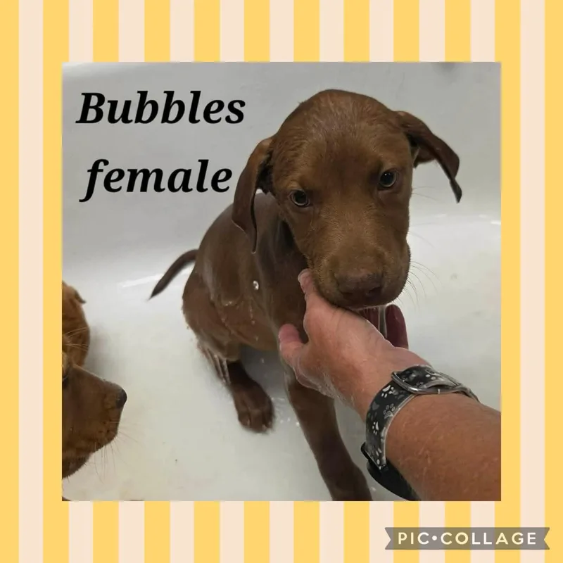 A baby large-sized female Brown / Chocolate Labrador Retriever dog named Bubbles for adoption in Ringwood, NJ