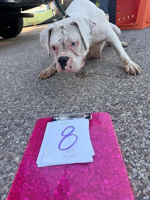 An adult large-sized female Boxer dog named Cincy Paraguay for adoption in Monticello, NY