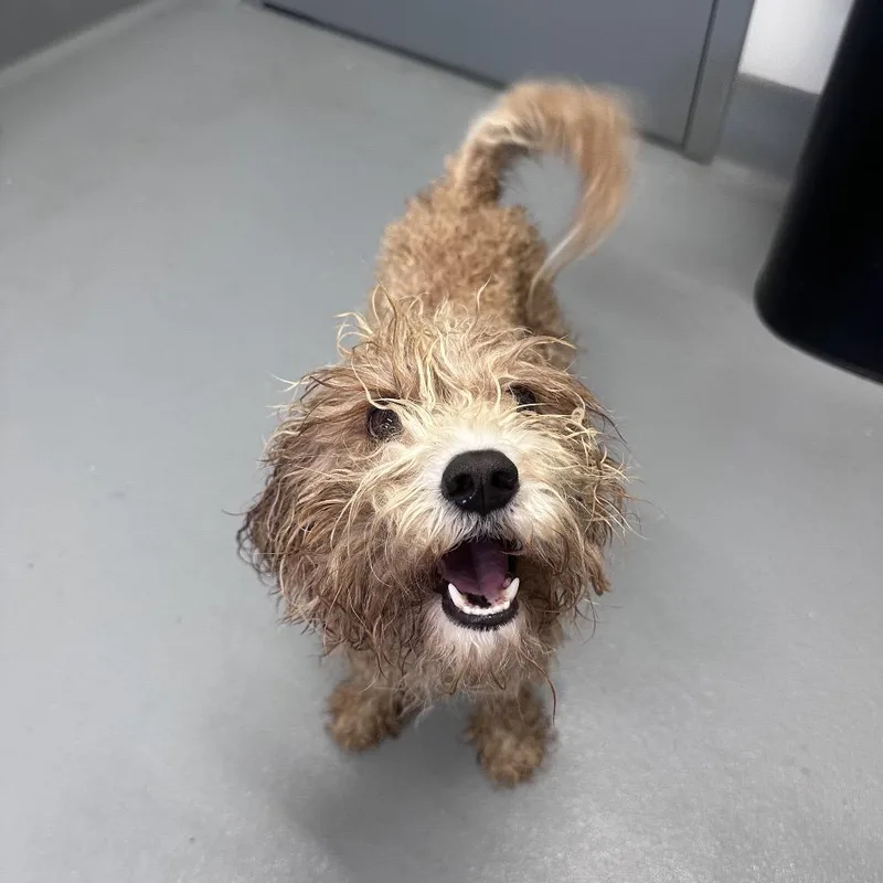 An adult small-sized male Yellow / Tan / Blond / Fawn Miniature Poodle dog named Sawyer for adoption in Mount Vernon, IN