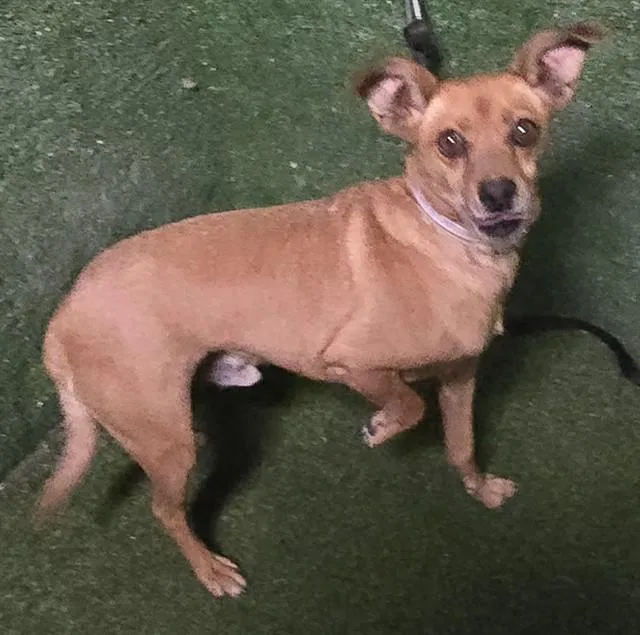 An adult small-sized male Chihuahua dog named Pablo for adoption in Lancaster, CA