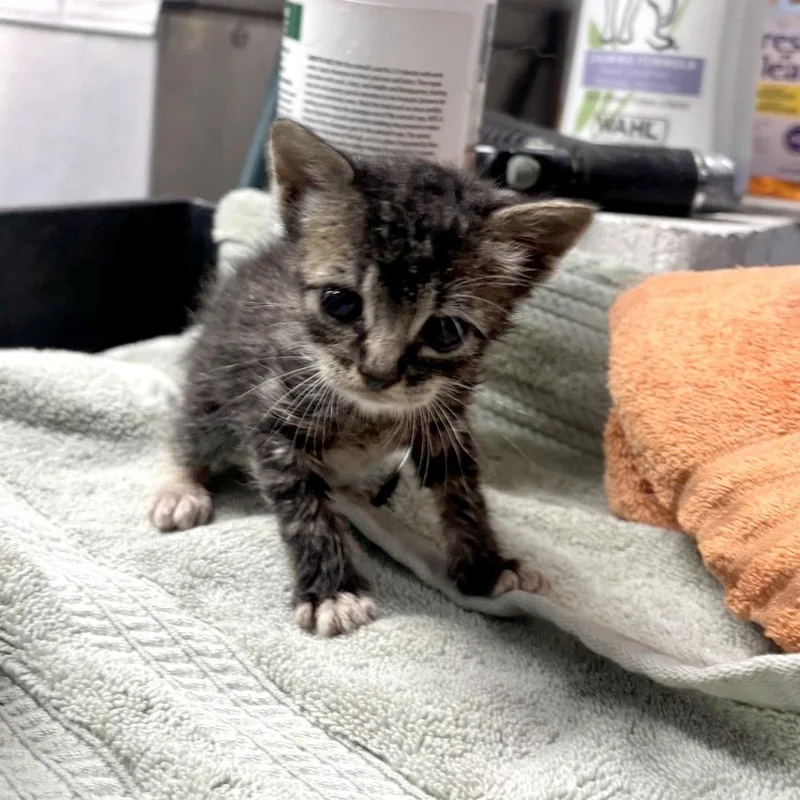 A baby small-sized female Brown / Chocolate Domestic Short Hair cat named Dana for adoption in Austin, TX