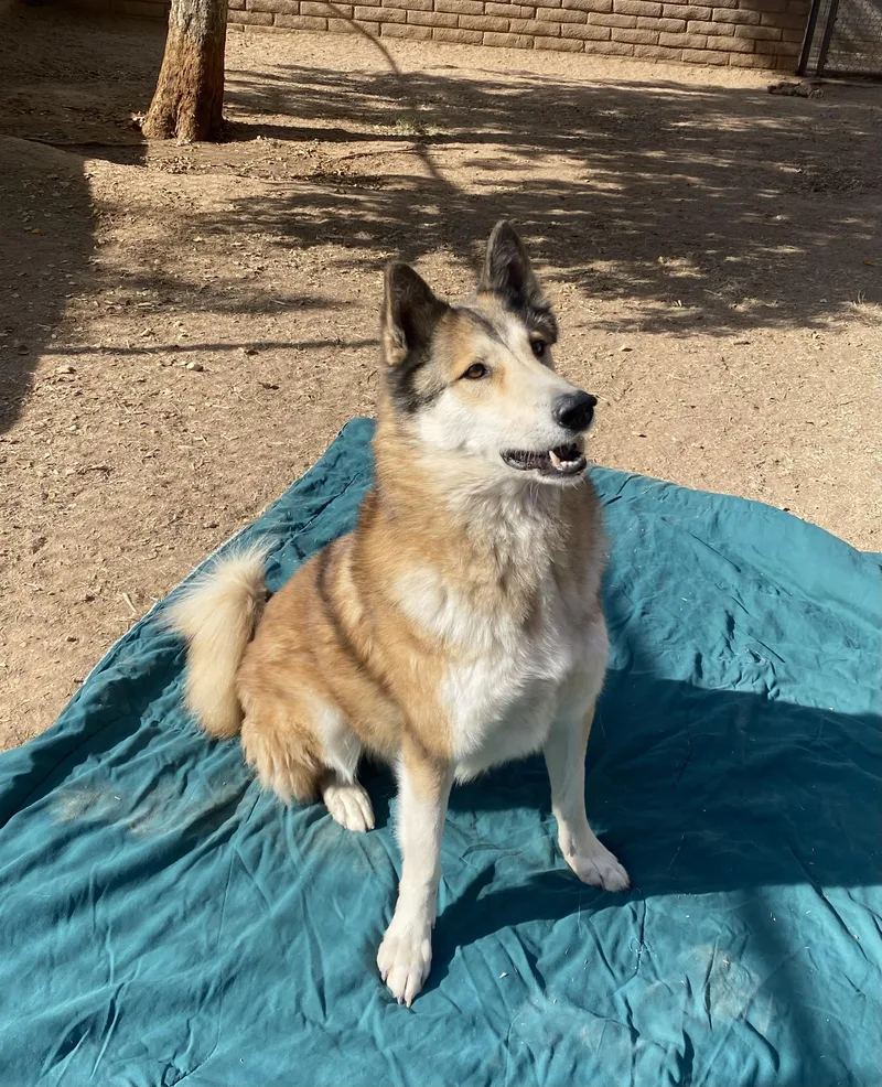 An adult medium-sized male Bicolor Husky dog named Odie for adoption in Phoenix, AZ