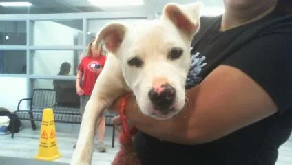 A young medium-sized male Mixed Breed dog named Darnell for adoption in Charlotte, NC
