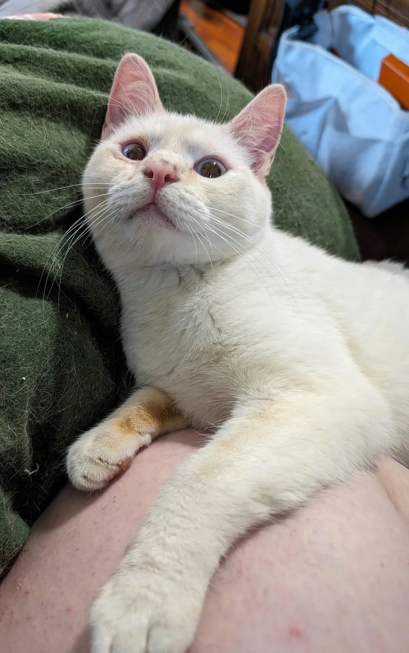 An adult medium-sized male Domestic Short Hair cat named Mau for adoption in Cleburne, TX