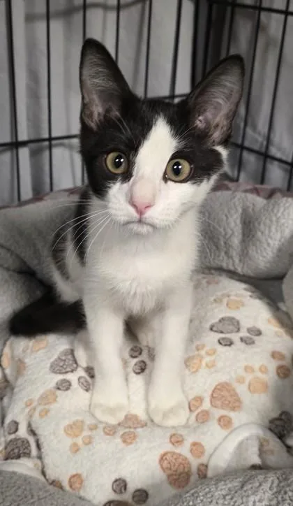 A young small-sized male Domestic Short Hair cat named Johnny for adoption in Phoenix, AZ
