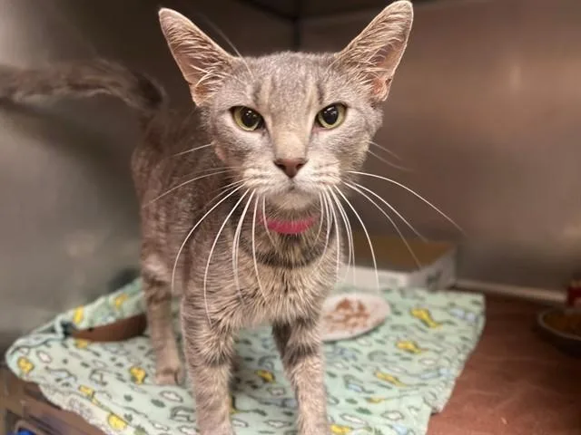A young medium-sized female Domestic Short Hair cat named Matilda for adoption in Fort Wayne, IN