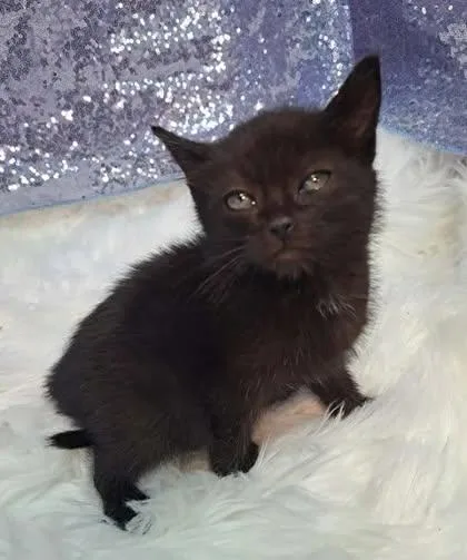 A young medium-sized male Black Domestic Short Hair cat named Ray for adoption in Clarkesville, GA