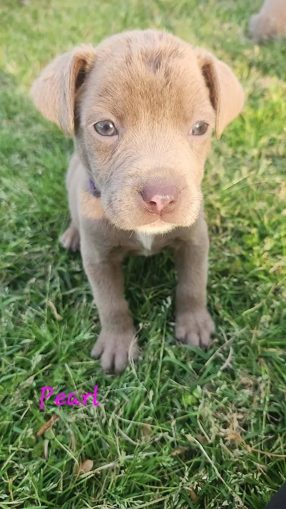 A baby medium-sized female Mixed Breed dog named Pearl for adoption in Fond Du Lac, WI