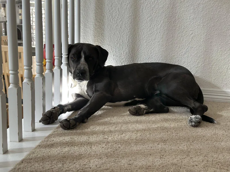 An adult medium-sized female Mixed Breed dog named Nyra for adoption in Aurora, CO