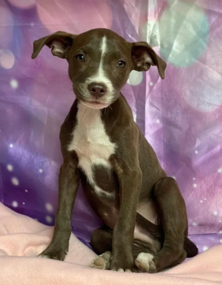 A baby medium-sized male Pit Bull Terrier dog named Quill for adoption in Sedalia, CO