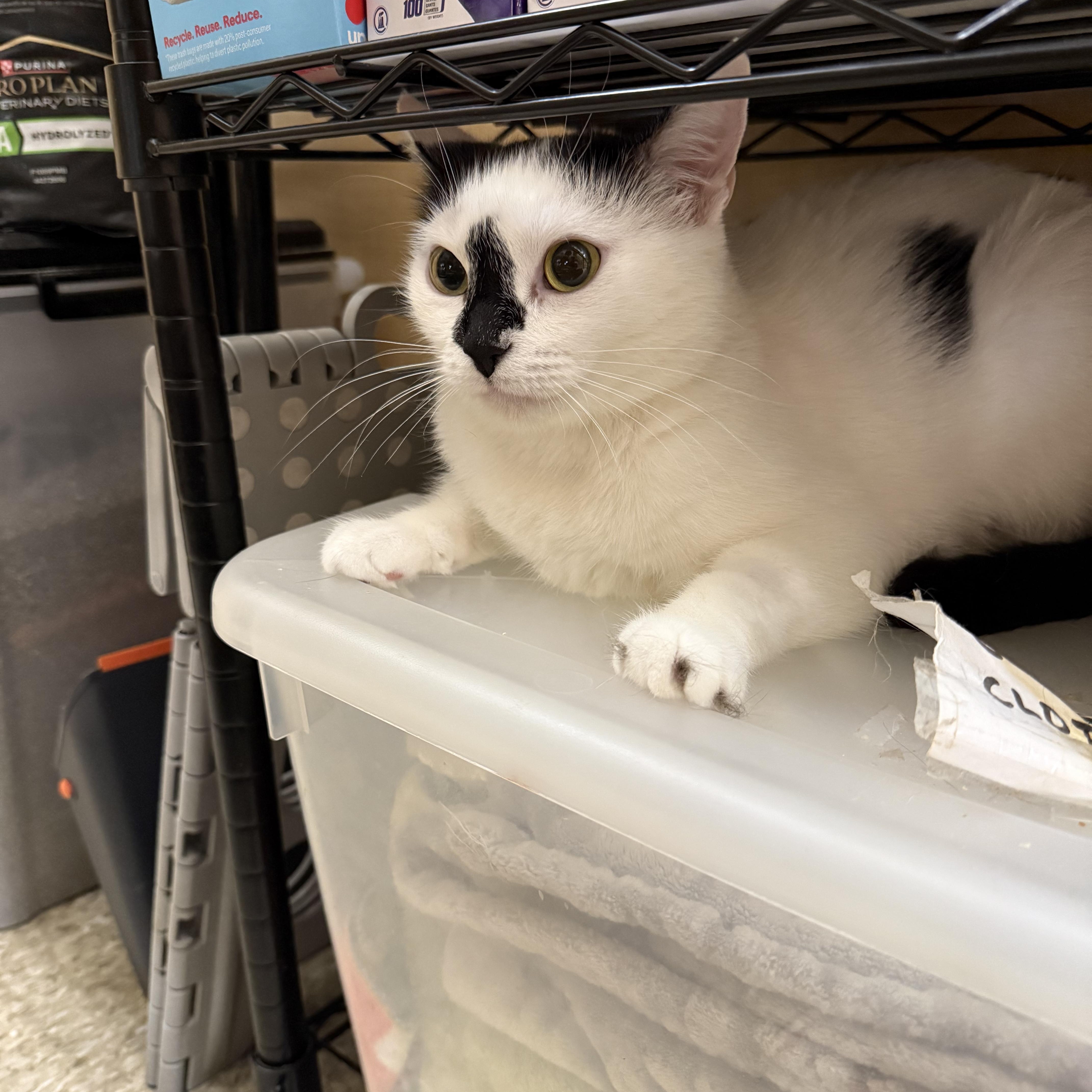 A young medium-sized female Black & White / Tuxedo Domestic Short Hair cat named Isabelle for adoption in Worcester, MA