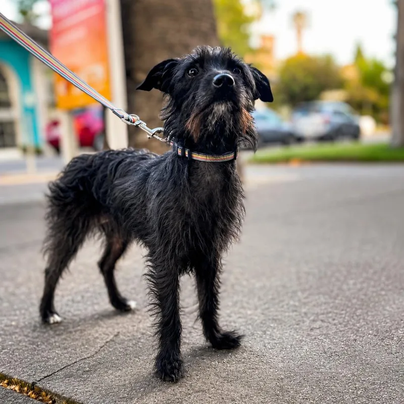 An adult small-sized female Black Terrier dog named Stevie for adoption in Sacramento, CA