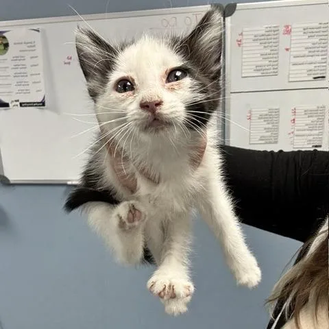 A baby small-sized female Black Domestic Short Hair cat named Pepa for adoption in St Joseph, MO
