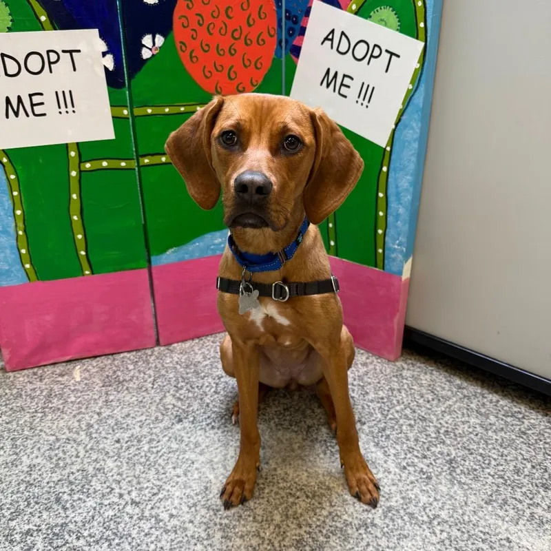 A young small-sized female Brown / Chocolate Mixed Breed dog named Ruby Roo FKA Lulu for adoption in Falls Church, VA