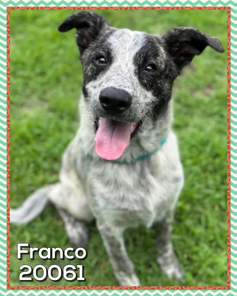 Franco