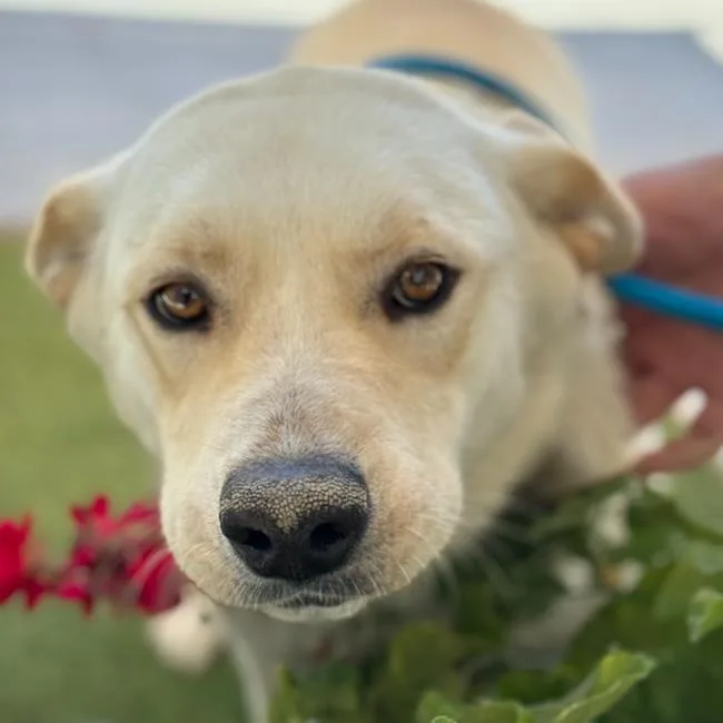 An adult large-sized female Shepherd dog named Lynne for adoption in San Diego, CA