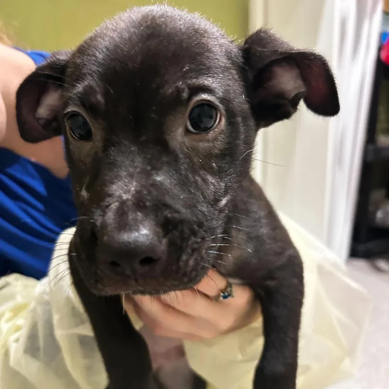 A baby small-sized male Black Mixed Breed dog named Pongo for adoption in Englewood, FL