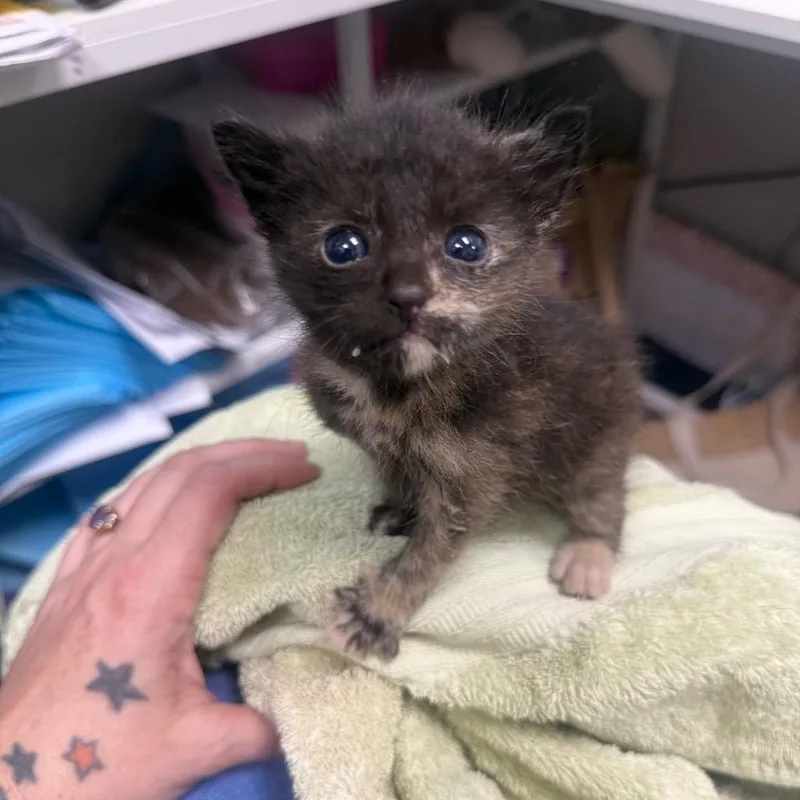 A baby small-sized female Tortoiseshell Domestic Short Hair cat named Mel for adoption in Jupiter, FL