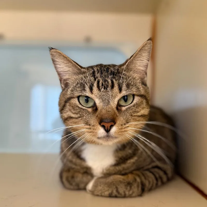 A young large-sized male Brown / Chocolate Domestic Short Hair cat named Brad for adoption in Tulsa, OK
