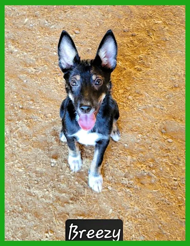 A young medium-sized female Australian Kelpie dog named Breezy for adoption in Granbury, TX